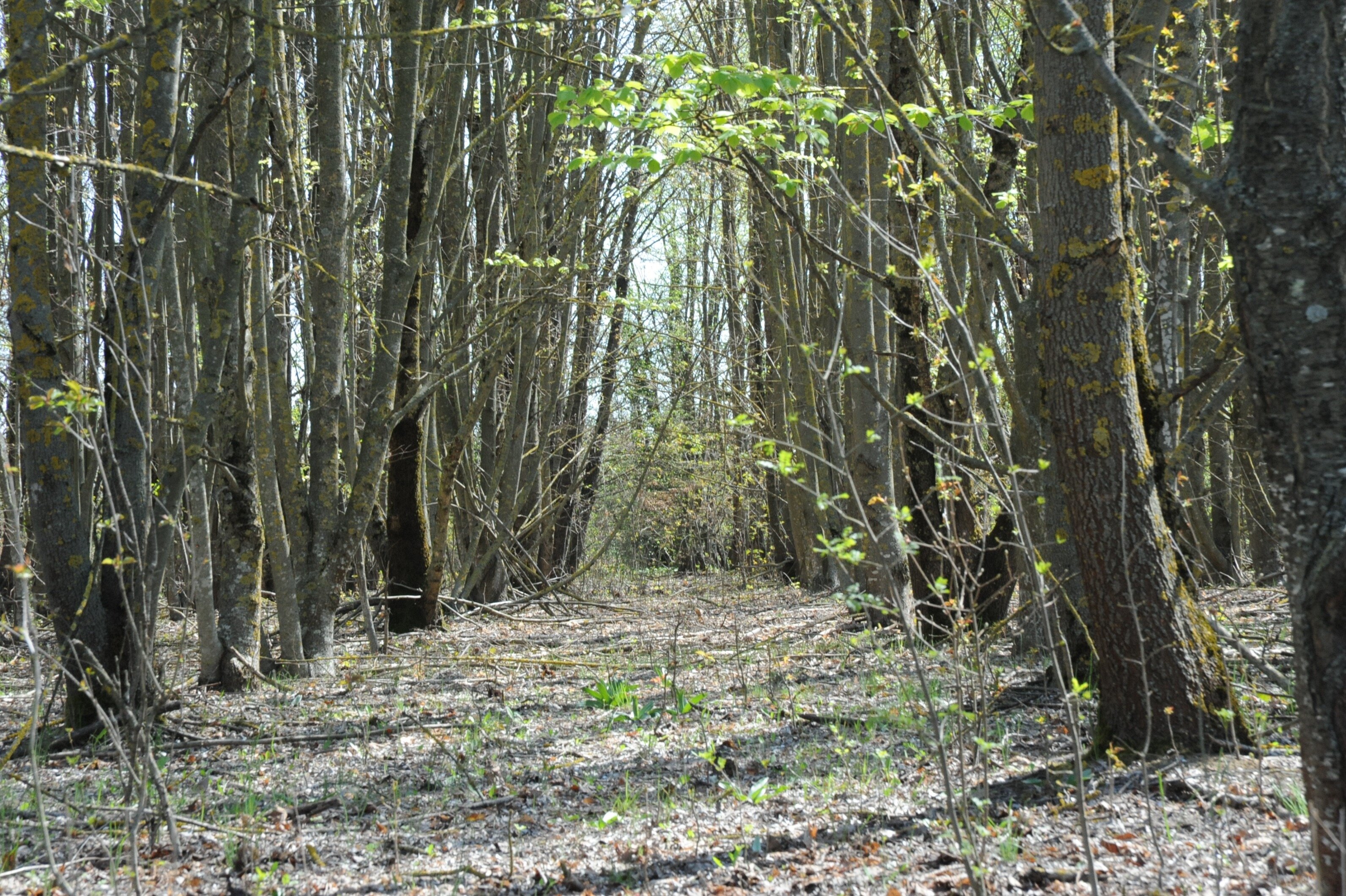 CAMPAGNA LE VOCI DELLA FORESTA CAMPAGNA LE VOCI DELLA FORESTA