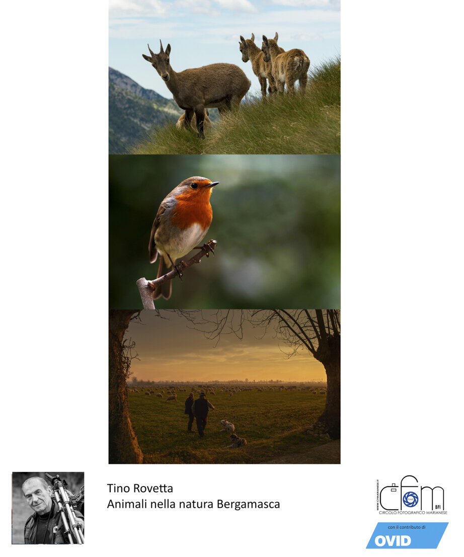 Animali nella natura Bergamasca