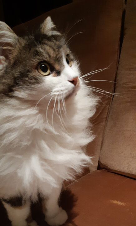 54b3ddb1017746f1f9432fc54882da86a8a1ef11 54b3ddb1017746f1f9432fc54882da86a8a1ef11