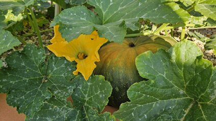 20250823_090325.jpeg 20250823_090325.jpeg