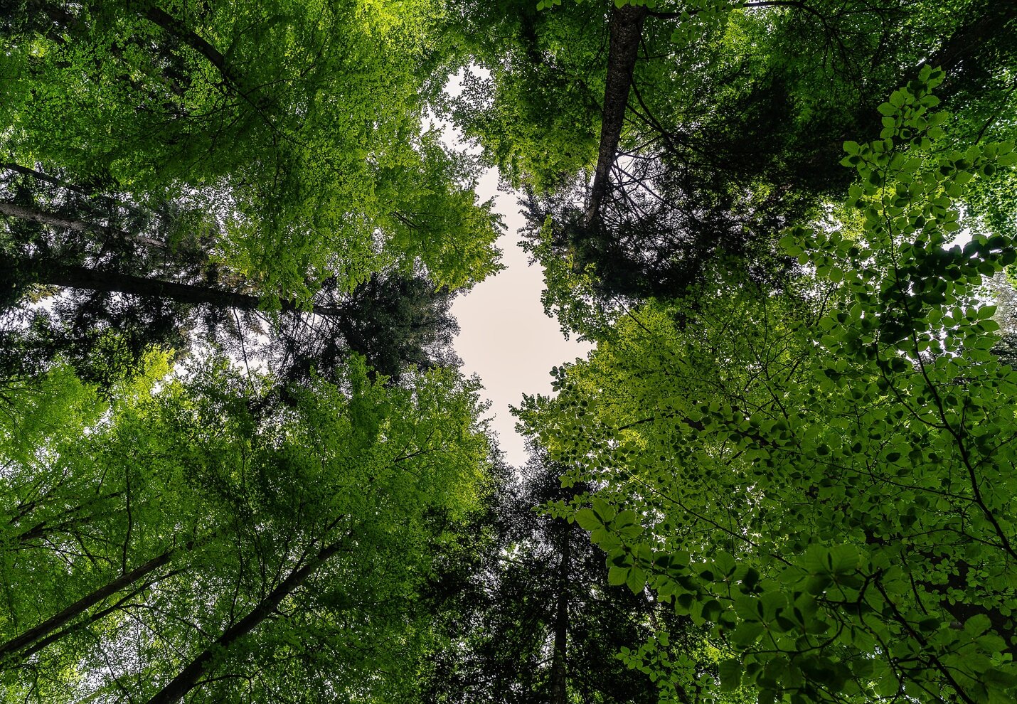 2780243-forest-3409907_1920.jpeg