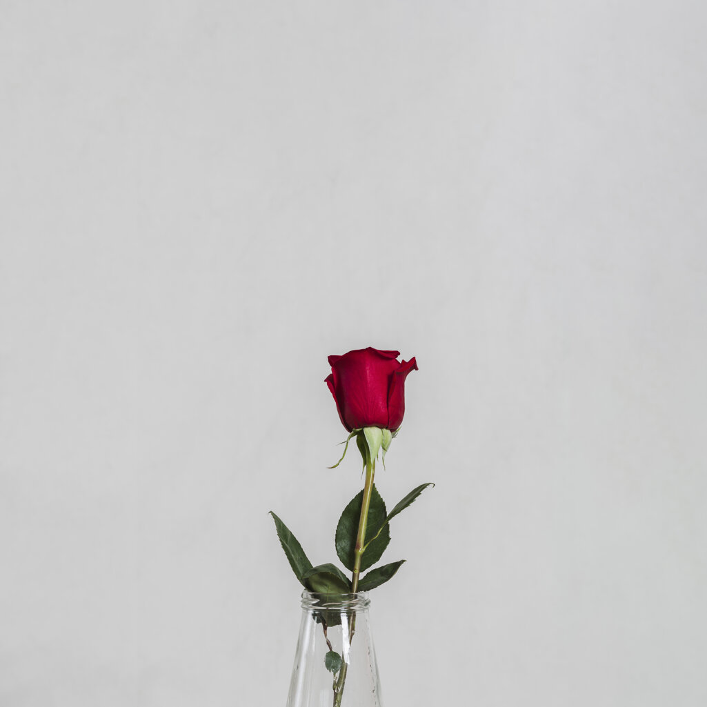 artistic-photo-beautiful-rose.jpeg artistic-photo-beautiful-rose.jpeg