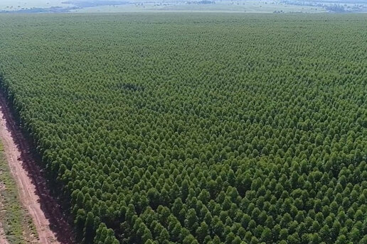 progetti di forestazione per rispettare la CSRD