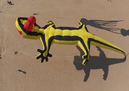 salamandra.jpeg