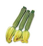 zucchina-romanesca