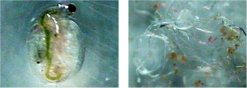 ceriodaphnia prima e dopo