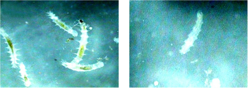 polychaeta prima e dopo