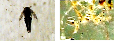 artemia salina prima e dopo