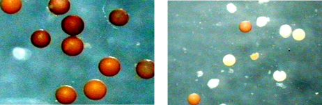 uova di artemia prima e dopo