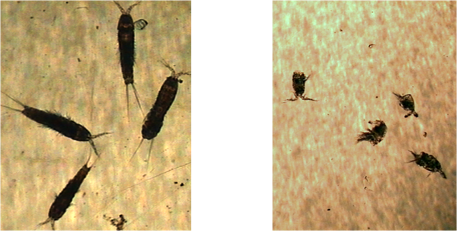 spinipes prima e dopo