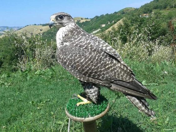 Girfalco