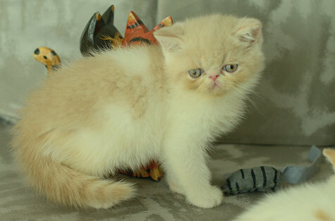 _dsc7160.jpeg