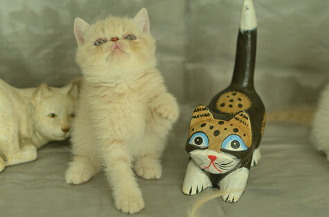 _dsc6911.jpeg