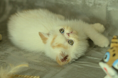 _dsc7152.jpeg
