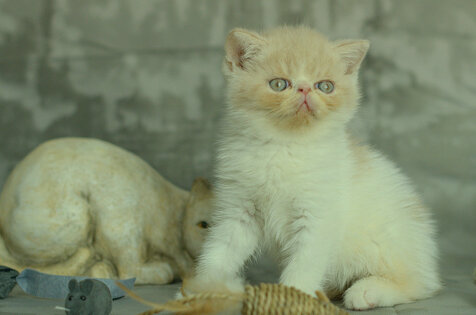 _dsc7185.jpeg