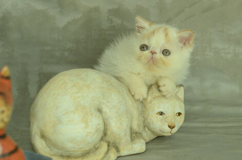 _dsc7126.jpeg