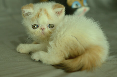_dsc7107.jpeg