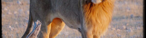 2279_namibia_11-08-26.jpeg