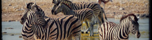 2320_namibia_11-08-26.jpeg