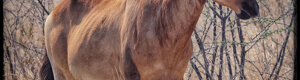 2422_namibia_12-08-26.jpeg