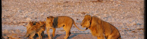 2268_namibia_11-08-26.jpeg