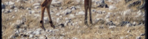 2329_namibia_11-08-26.jpeg