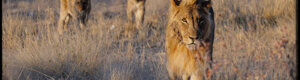 2299_namibia_11-08-26.jpeg
