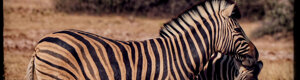 1930_namibia_05-08-26.jpeg