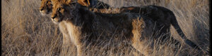 2305_namibia_11-08-26.jpeg