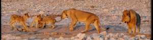 2267_namibia_11-08-26.jpeg