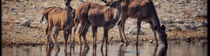 2323_namibia_11-08-26.jpeg