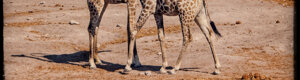 2425_namibia_12-08-26.jpeg