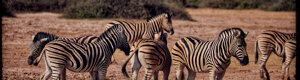 1932_namibia_05-08-26.jpeg