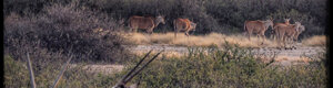 1894_namibia_04-08-26.jpeg