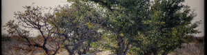 2386_namibia_11-08-26.jpeg