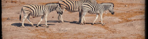 2423_namibia_12-08-26.jpeg