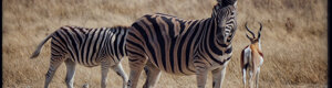 2318_namibia_11-08-26.jpeg