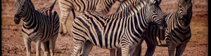 1928_namibia_05-08-26.jpeg