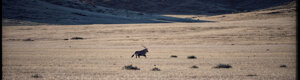 1945_namibia_05-08-26.jpeg