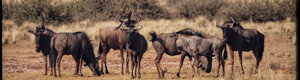 1919_namibia_05-08-26.jpeg