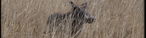 2438_namibia_12-08-26.jpeg