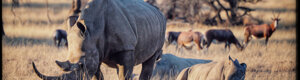 2479_namibia_13-08-26.jpeg