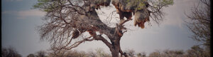 1871_namibia_04-08-26.jpeg