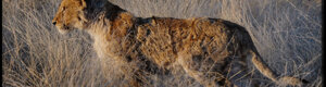 2302_namibia_11-08-26.jpeg