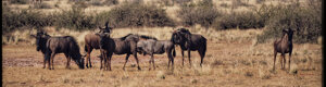 1918_namibia_05-08-26.jpeg