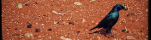 1874_namibia_04-08-26.jpeg