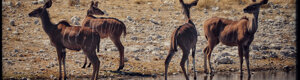 2332_namibia_11-08-26.jpeg