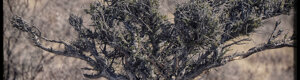2379_namibia_11-08-26.jpeg