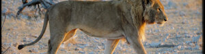 2284_namibia_11-08-26.jpeg