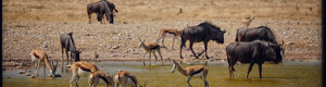 2344_namibia_11-08-26.jpeg